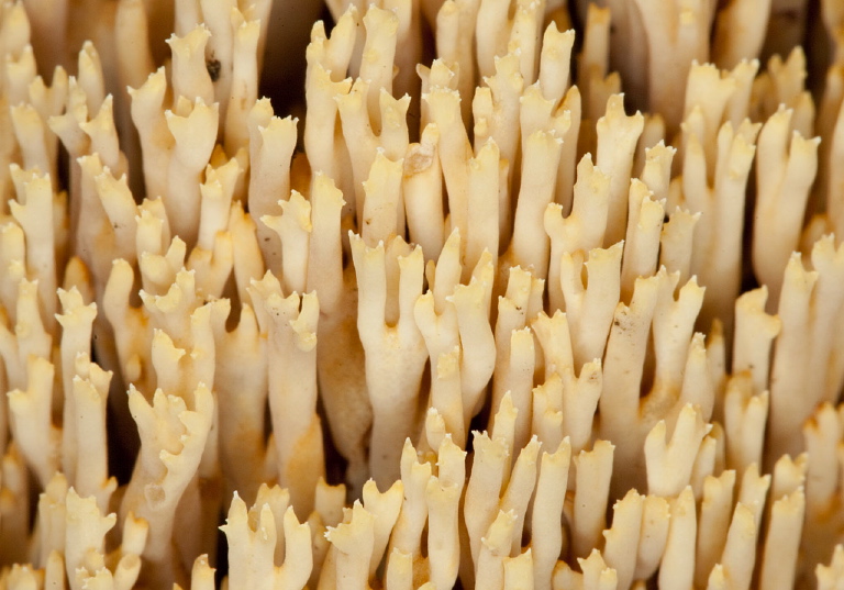 Ramaria sp? Gomphaceae