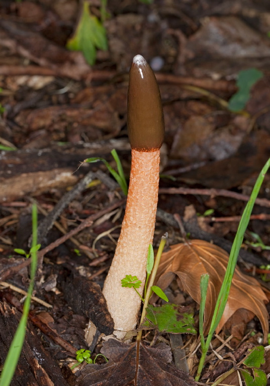 Mutinus elegans Phallaceae