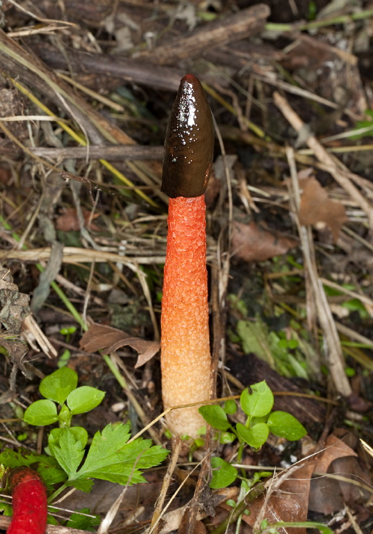 Phallus rubicundus Phallaceae