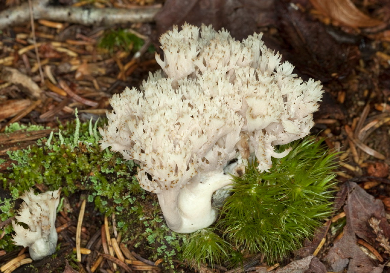 Clavulina cristata Clavulinaceae