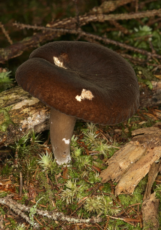 Lactarius lignyotus? Russulaceae