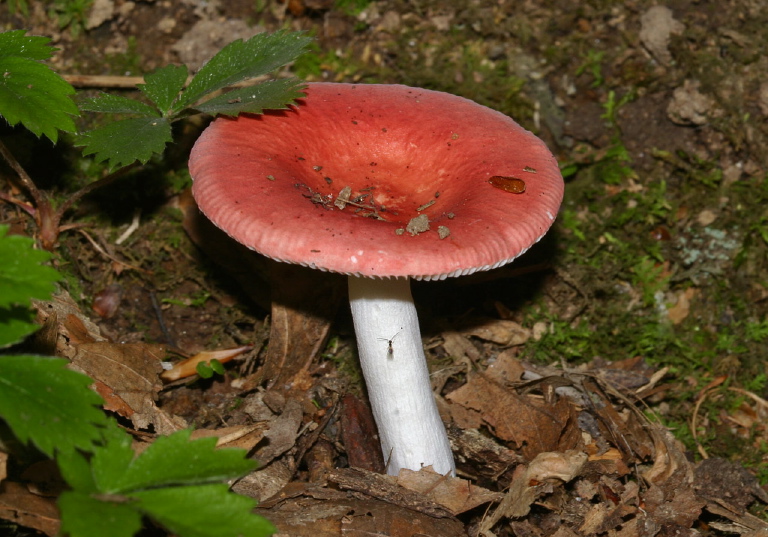 Russula emetica? Russulaceae