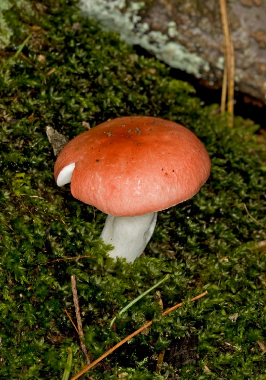 Russula emetica? Russulaceae