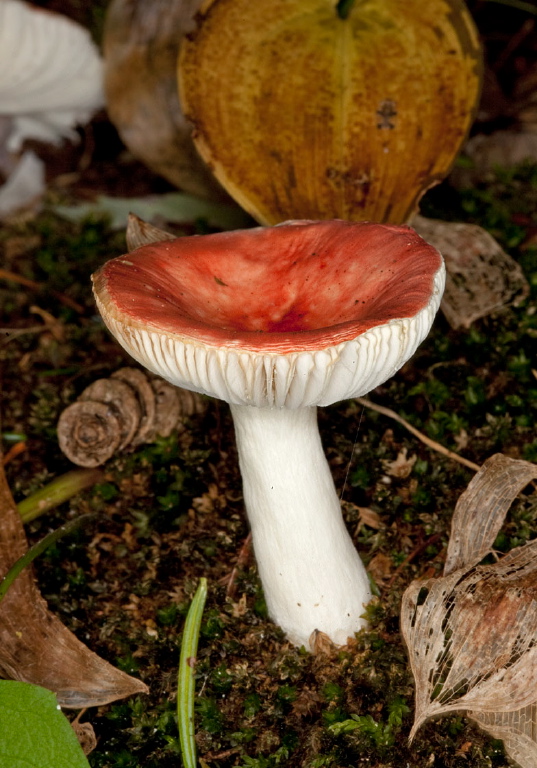 Russula emetica? Russulaceae