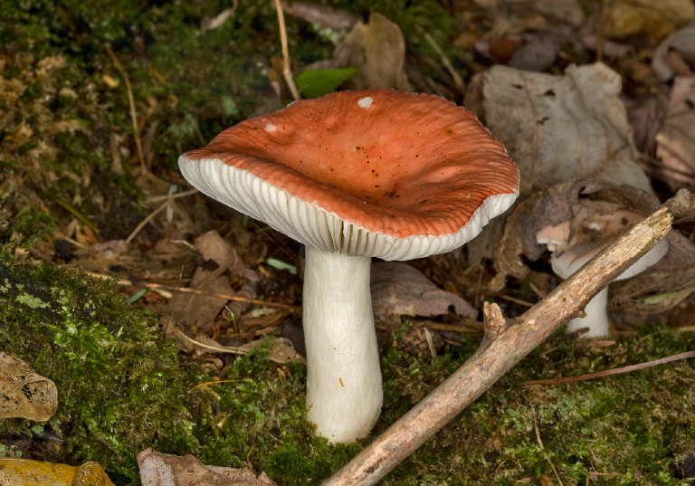 Russula emetica? Russulaceae