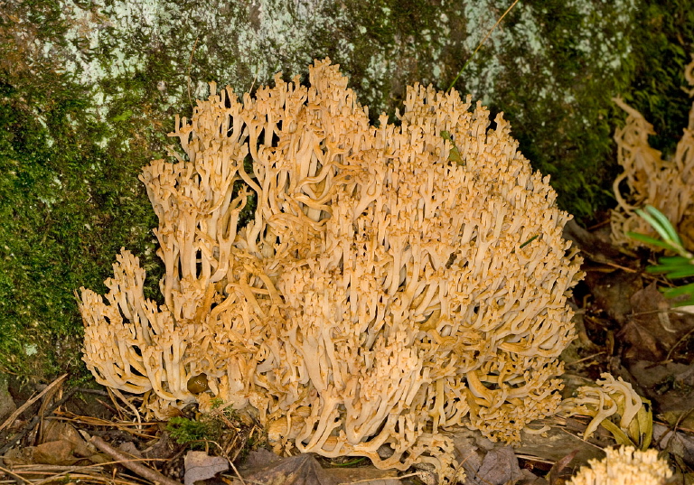 Ramaria sp? Gomphaceae