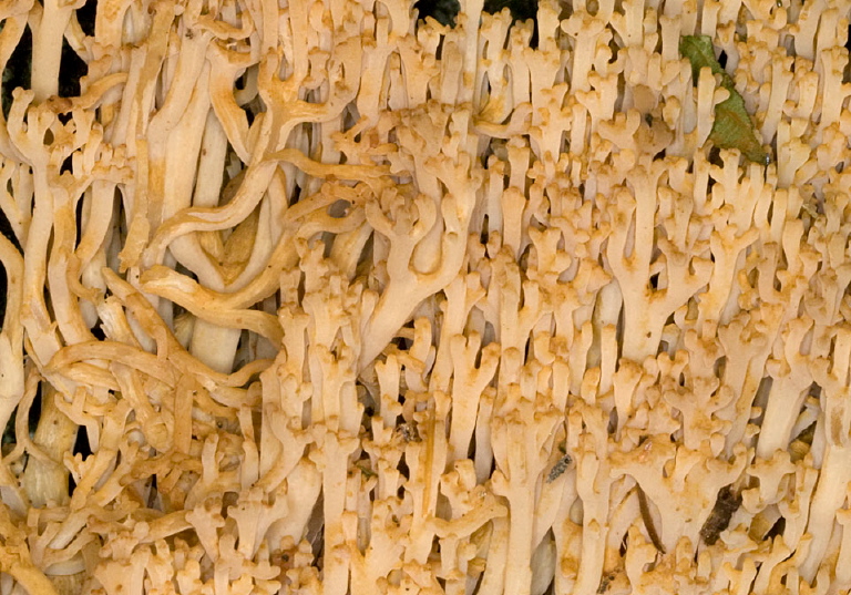 Ramaria sp? Gomphaceae