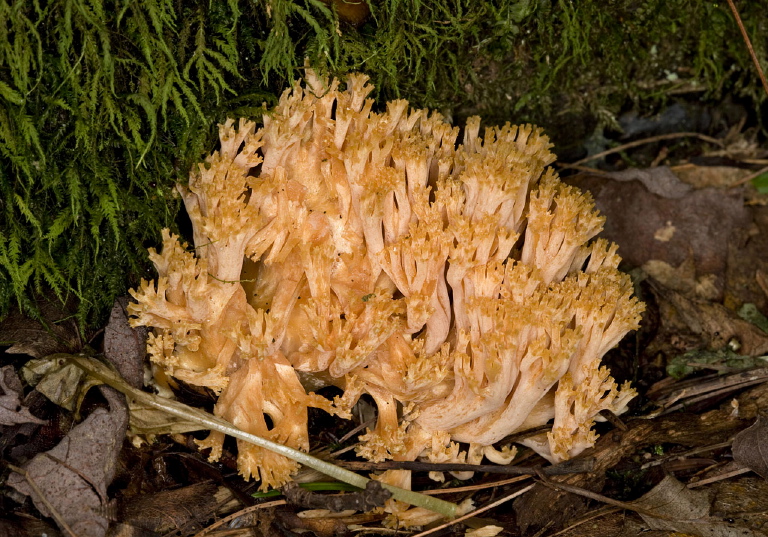 Ramaria sp? Gomphaceae