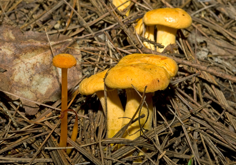 Cantharellus cibarius? Cantharellaceae