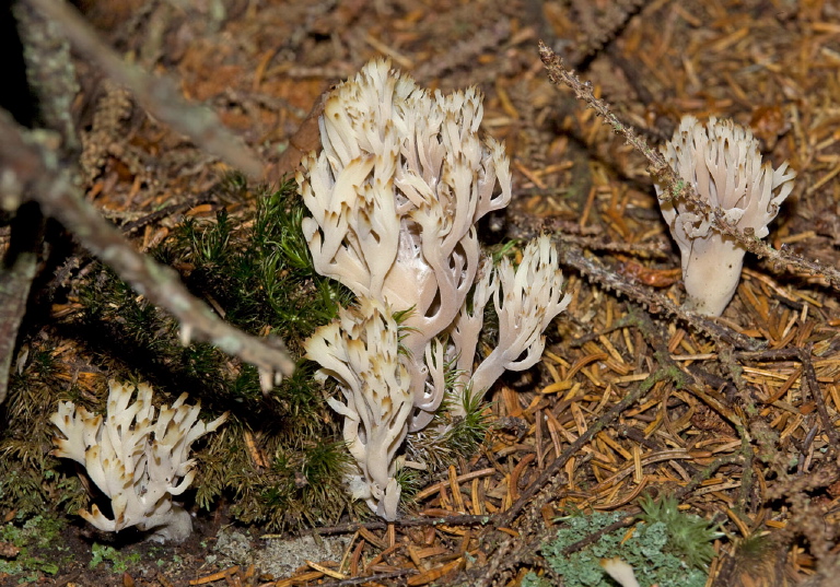 Clavulina cristata Clavulinaceae