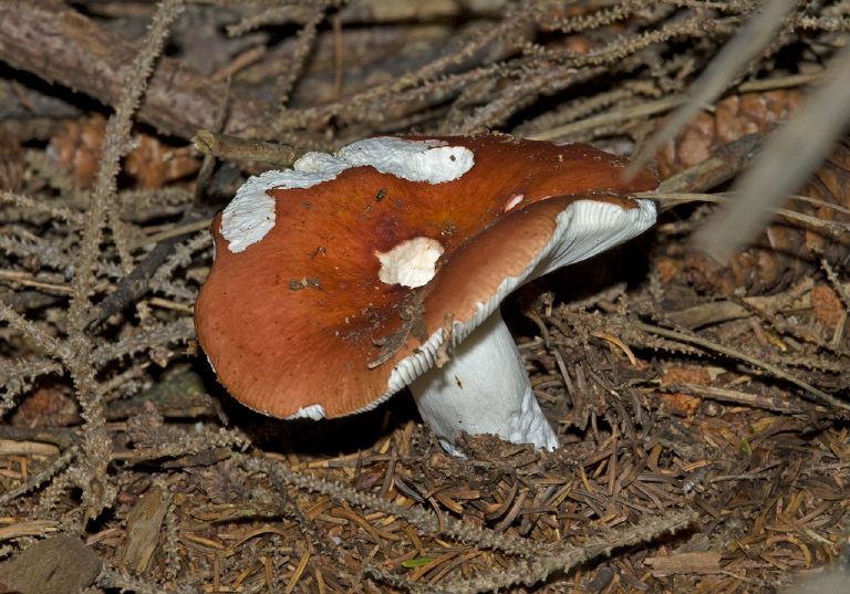 Russula emetica? Russulaceae