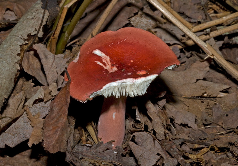 Russula sanguinea? Russulaceae