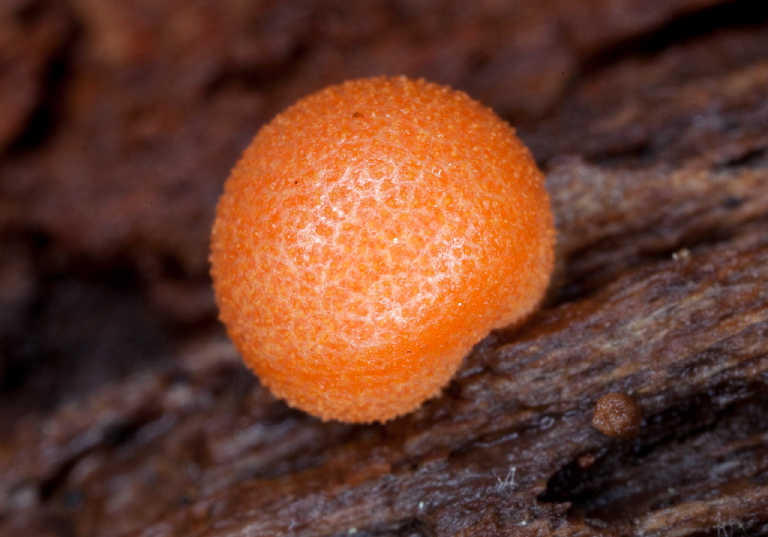 Lycogala epidendrum? Reticulariaceae