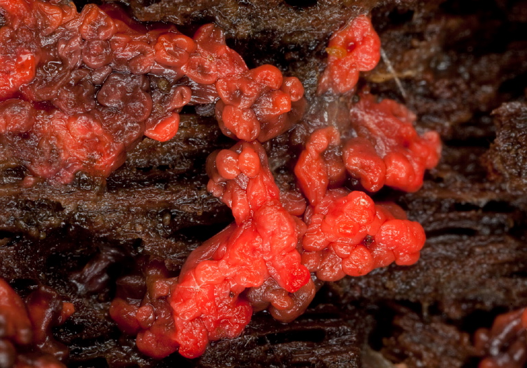 Tubifera ferruginosa Enteridiidae