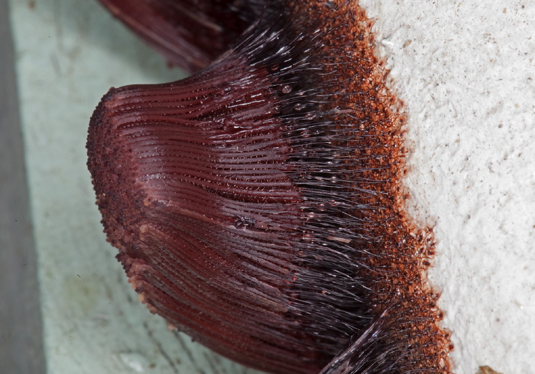 Stemonitis sp. Stemonitidae