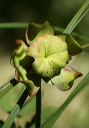 sarracenia_1128