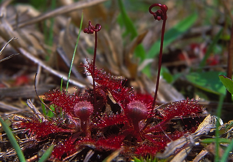 Drosera capillaris? Droseraceae