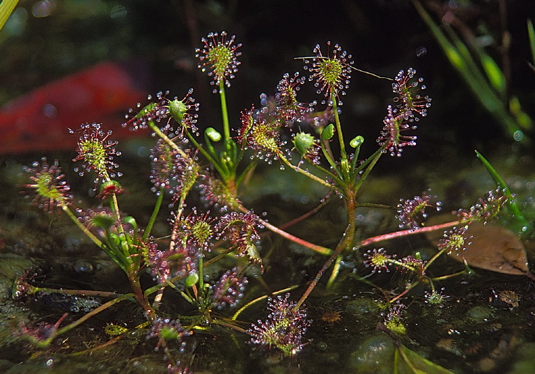 Drosera intermedia Droseraceae