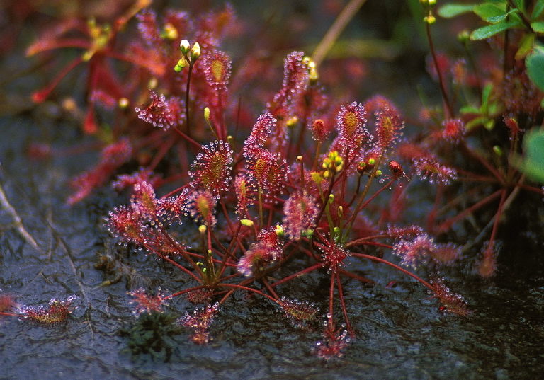 Drosera intermedia Droseraceae