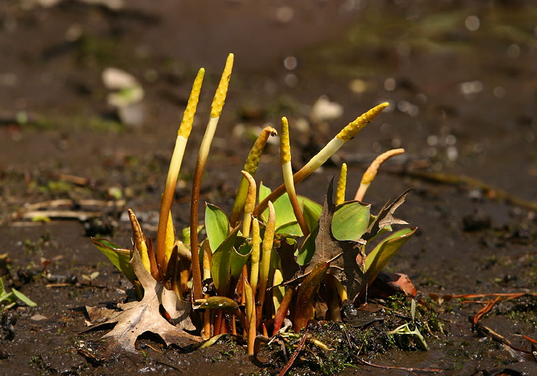 Orontium aquaticum Araceae