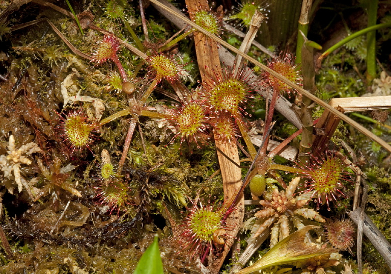 Drosera rotundifolia Droseraceae