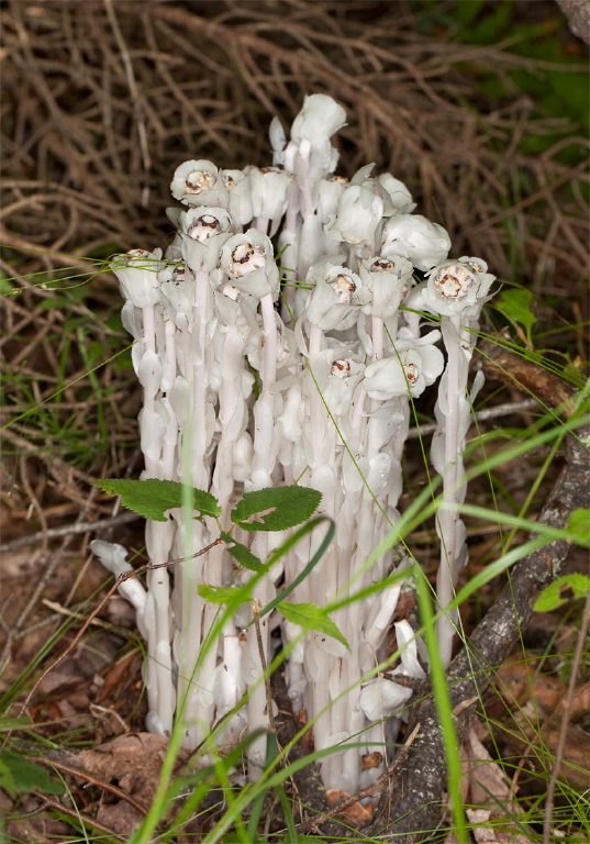 Monotropa uniflora Monotropaceae