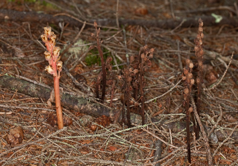 Monotropa hypopitys? Monotropaceae