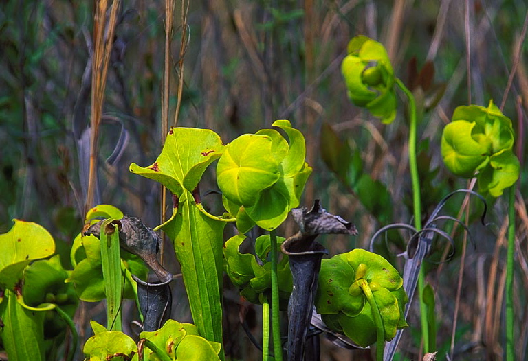 Sarracenia flava Sarraceniaceae