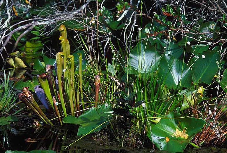 Sarracenia minor Sarraceniaceae