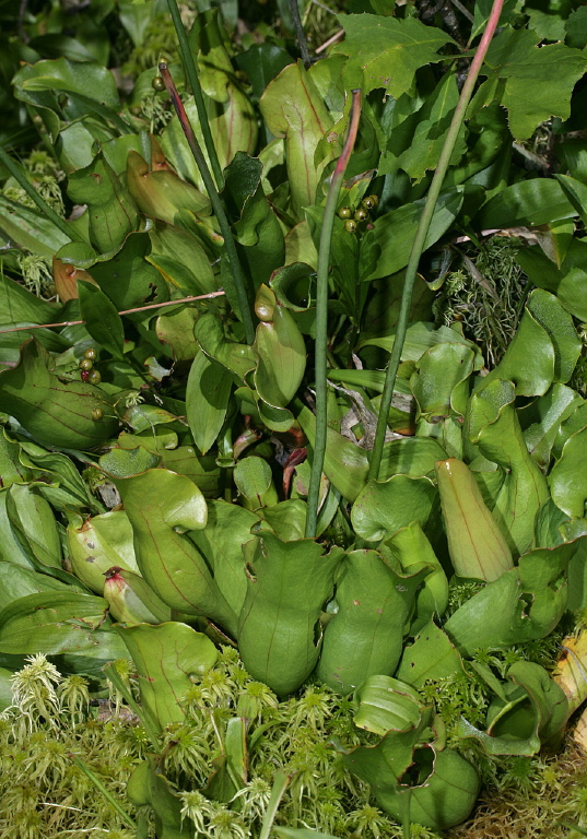 Sarracenia purpurea Sarraceniaceae