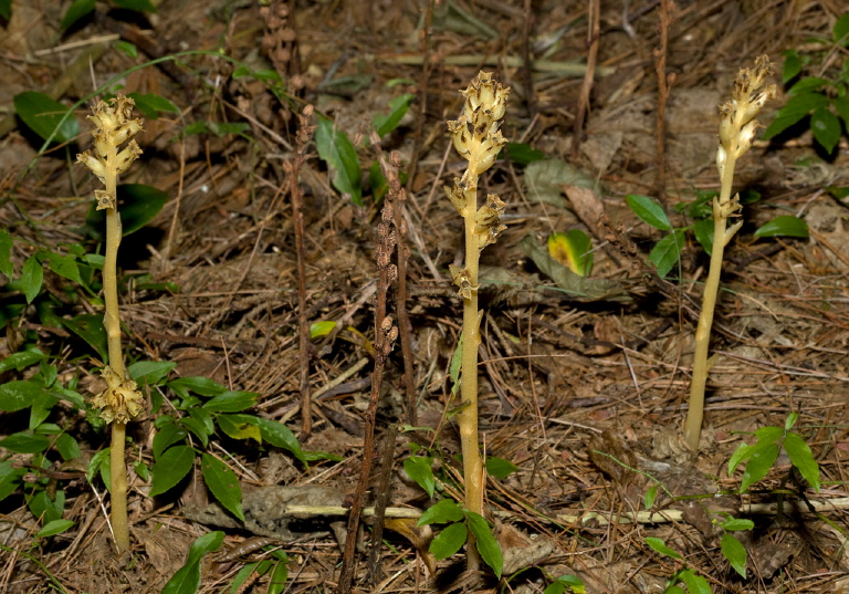 Monotropa hypopitys? Monotropaceae