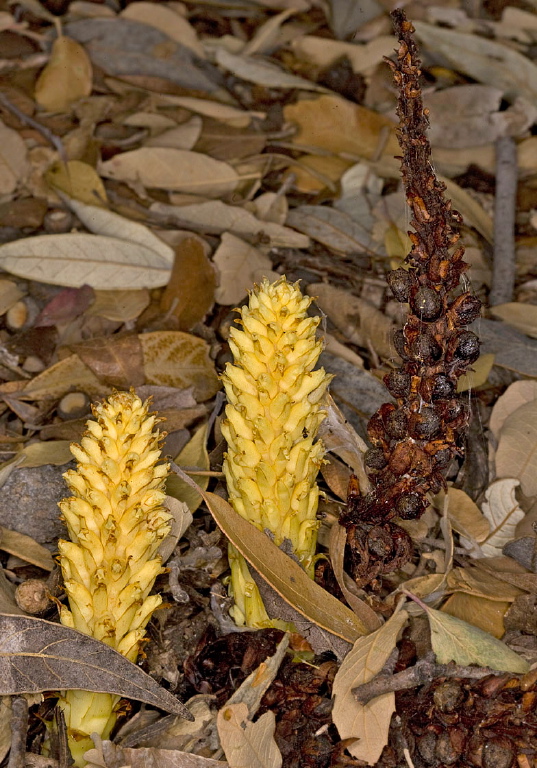 Conopholis alpina var. mexicana? Orobanchaceae