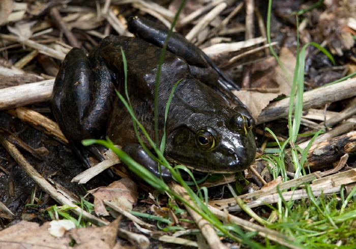 Lithobates catesbeianus Ranidae