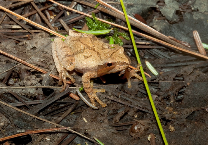 Pseudacris crucifer Hylidae