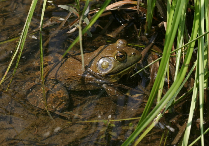 Lithobates catesbeianus Ranidae