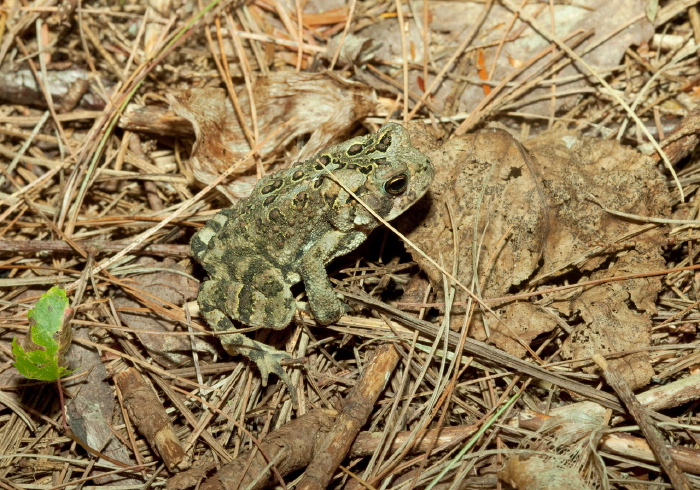 Anaxyrus americanus Bufonidae