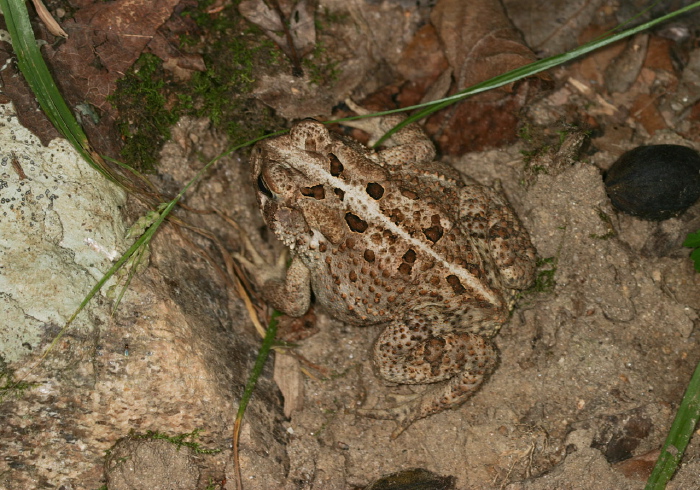 Anaxyrus americanus Bufonidae