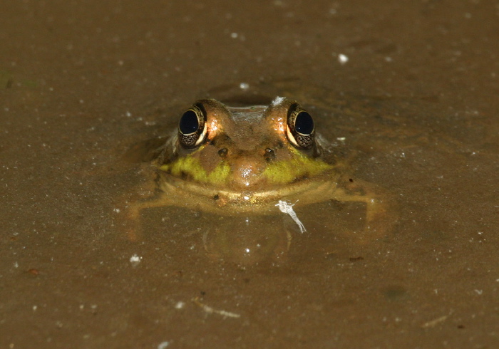 Lithobates clamitans Ranidae