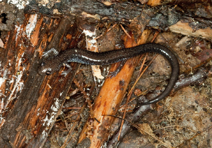 Plethodon cinereus? Plethodontidae