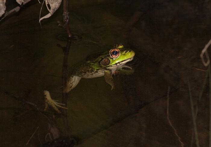 Lithobates clamitans Ranidae