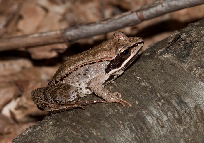 Lithobates sylvaticus Ranidae