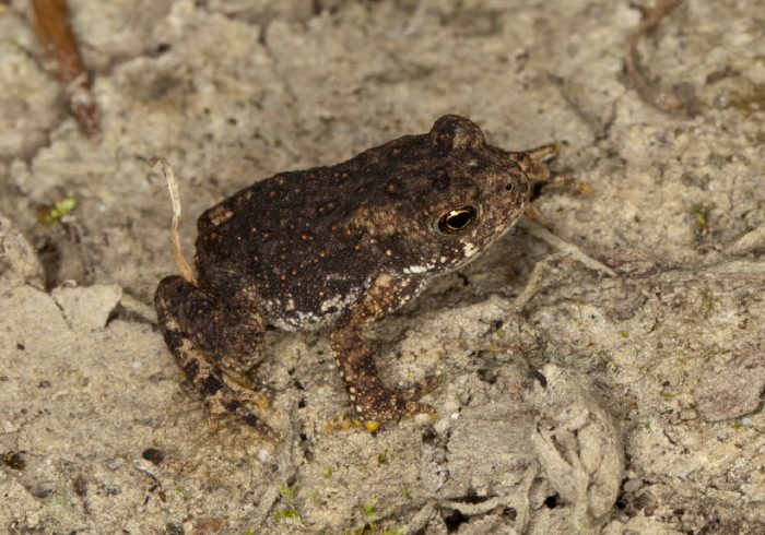 Anaxyrus americanus? Bufonidae