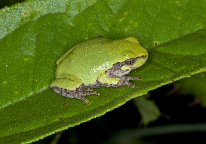 Hyla versicolor Hylidae