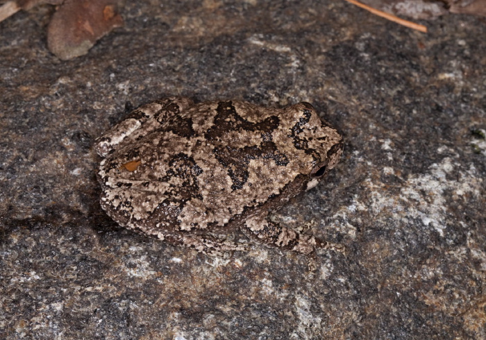 Hyla versicolor Hylidae