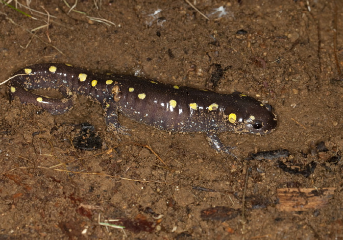 Ambystoma maculatum Ambystomatidae