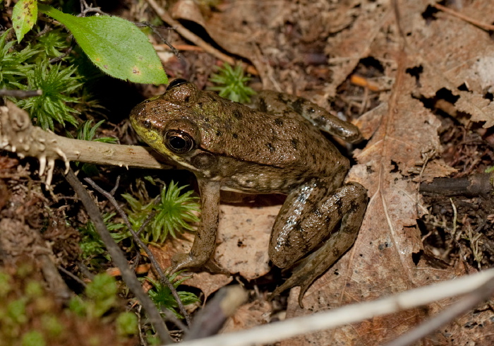 Lithobates clamitans Ranidae