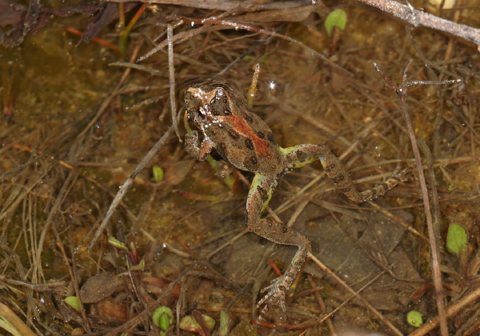 Acris crepitans crepitans Hylidae