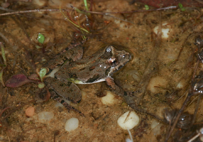 Acris crepitans crepitans Hylidae