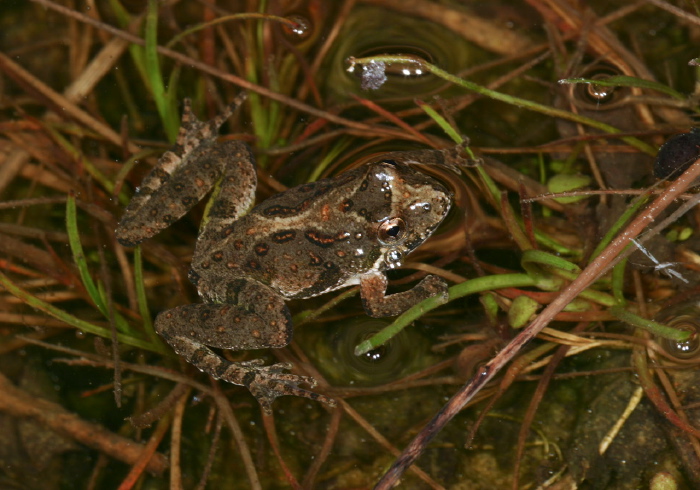 Acris crepitans crepitans Hylidae