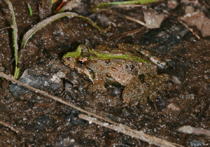 Acris crepitans crepitans Hylidae